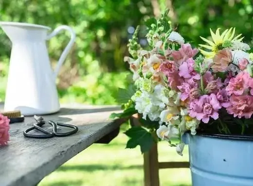 Snapdragons In Summer Colours
