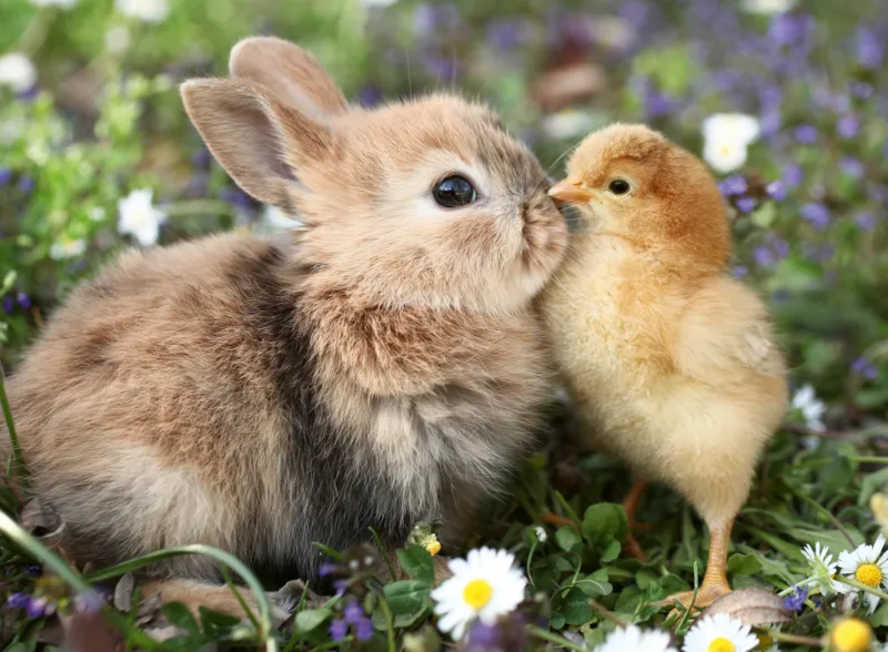 Rabbit And Chick