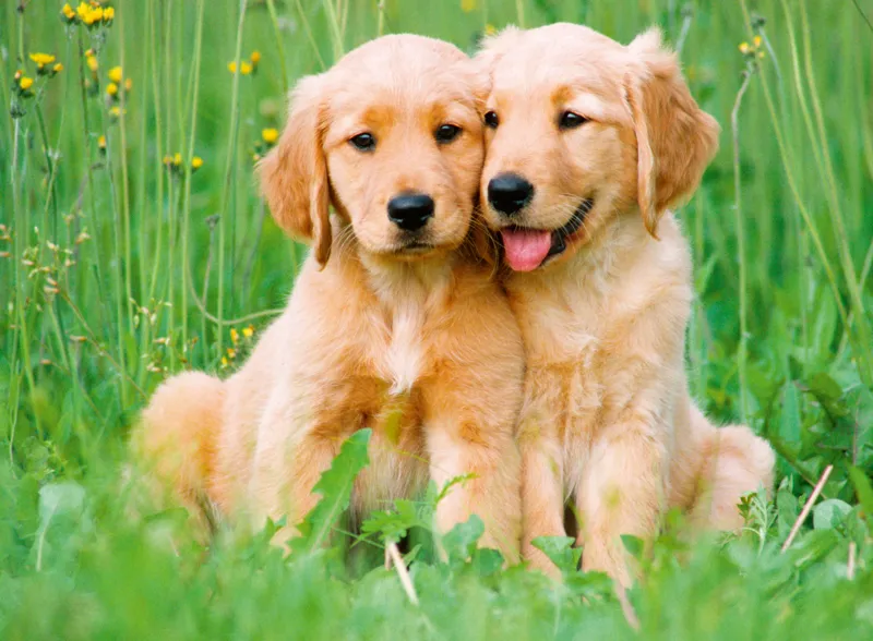 The Golden Retriever Brothers