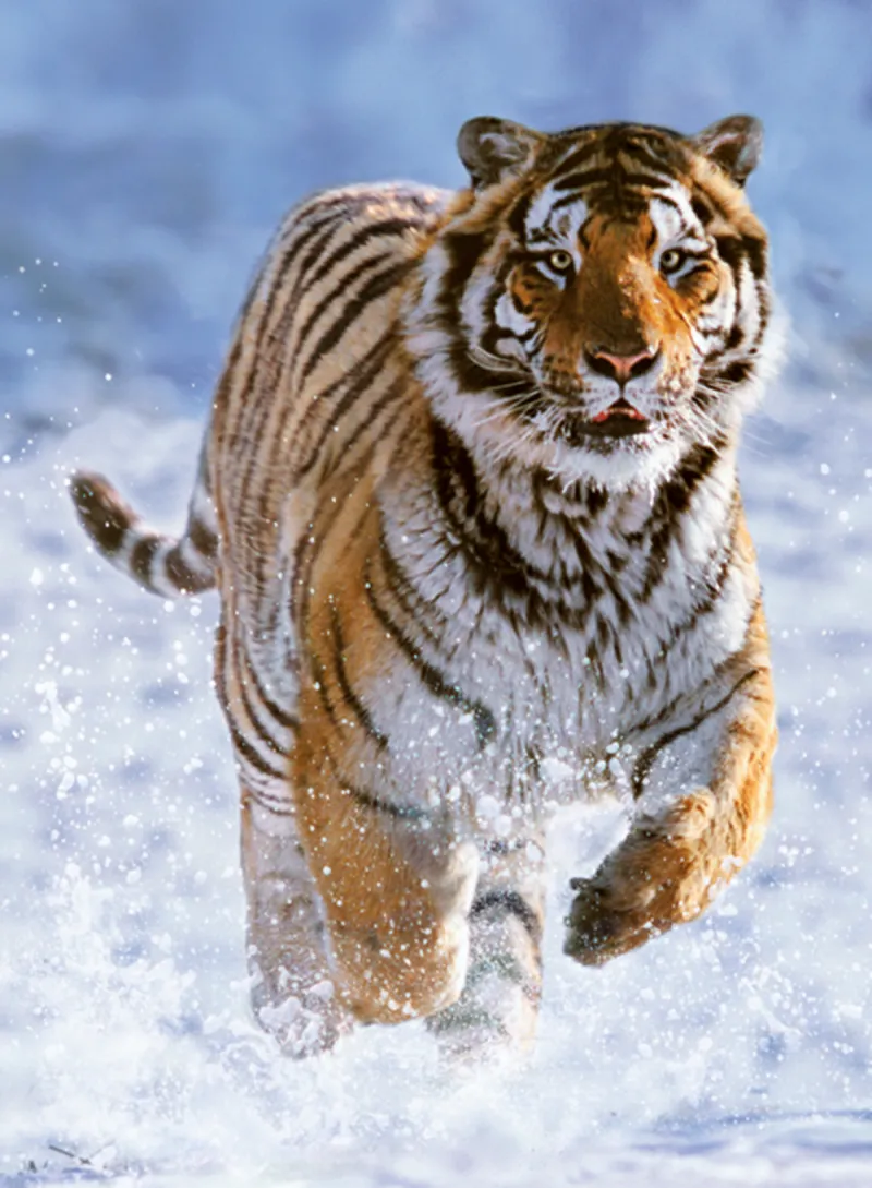 Jigsaw Puzzle - 500 Pieces - Tiger in the Snow