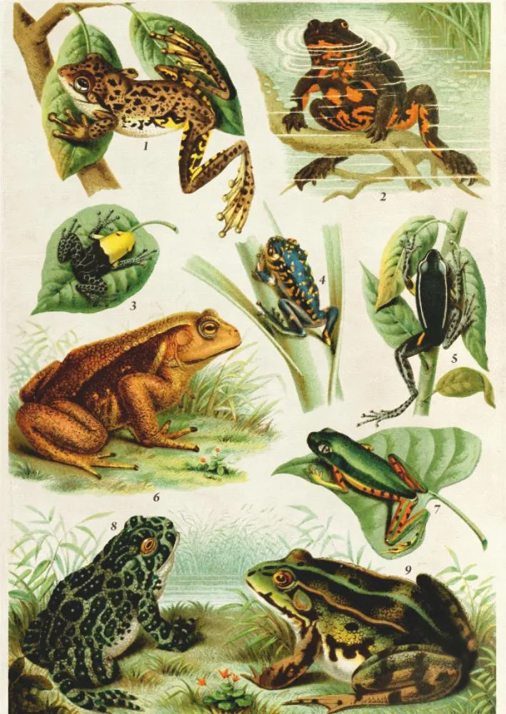 Frogs