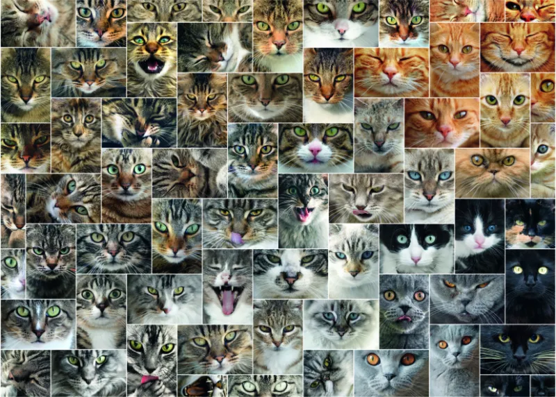 Collage - Cats