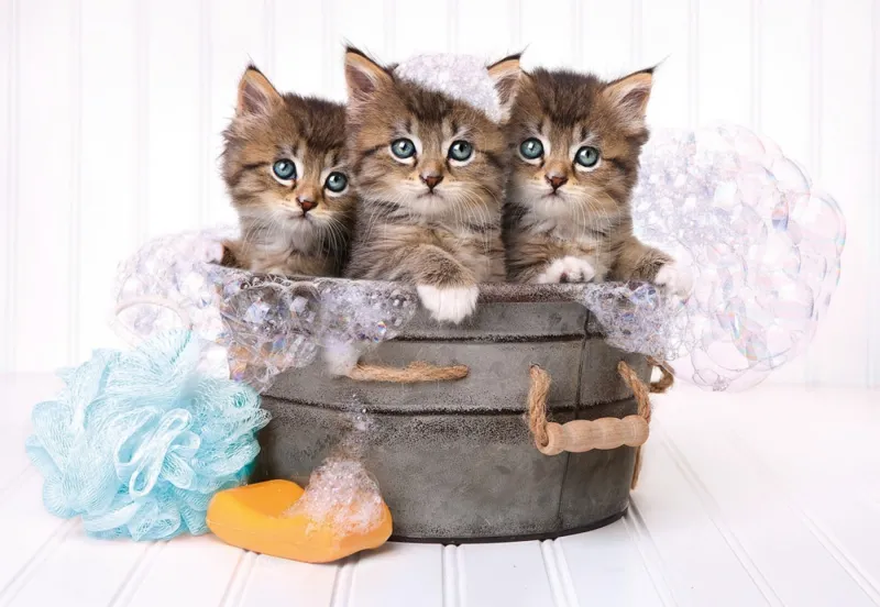 Lovely Kittens