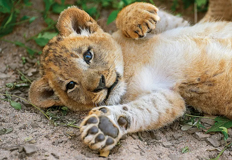 WWF - Lion cub