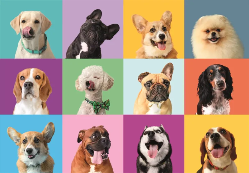 XXL Pieces - Funny Faces