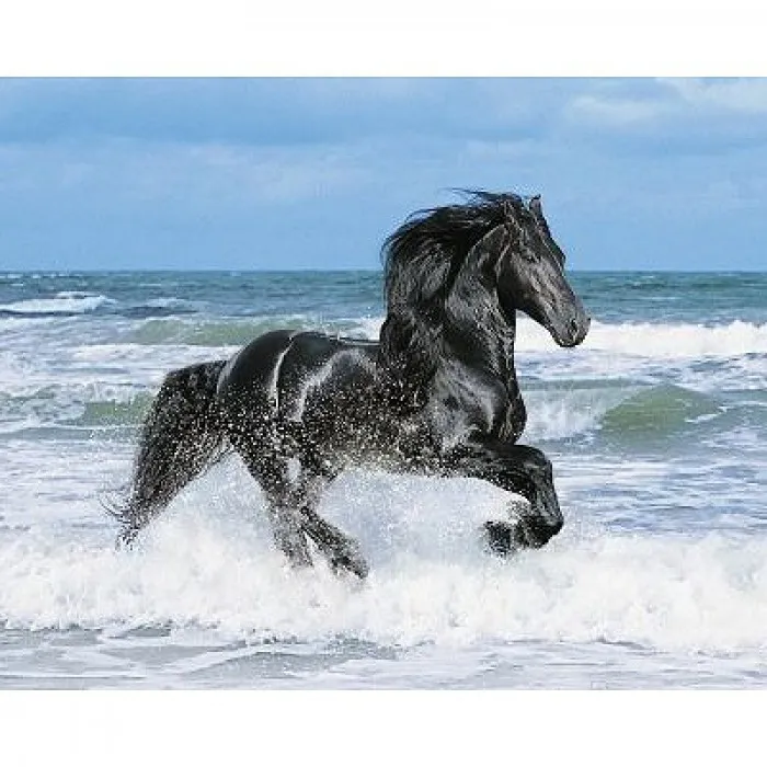 Jigsaw Puzzle - 500 Pieces - Black Horse
