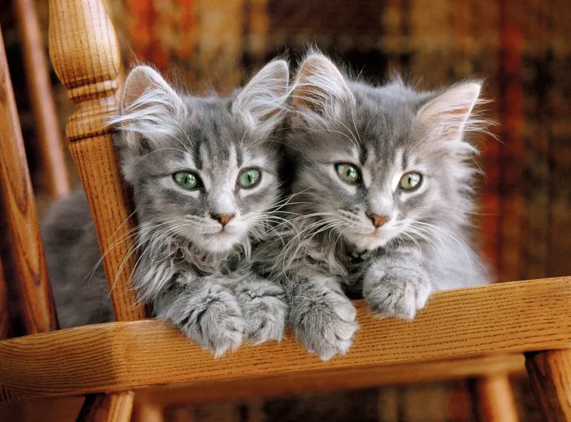 Gray Kittens on the chair