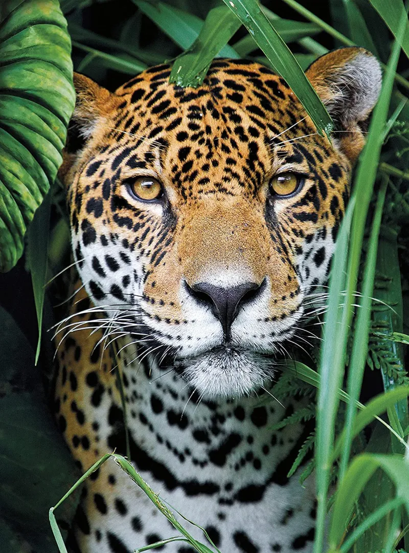 Jaguar in The Jungle