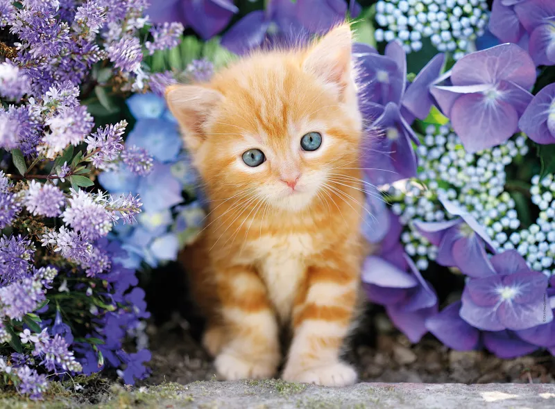 Cat in Flowers