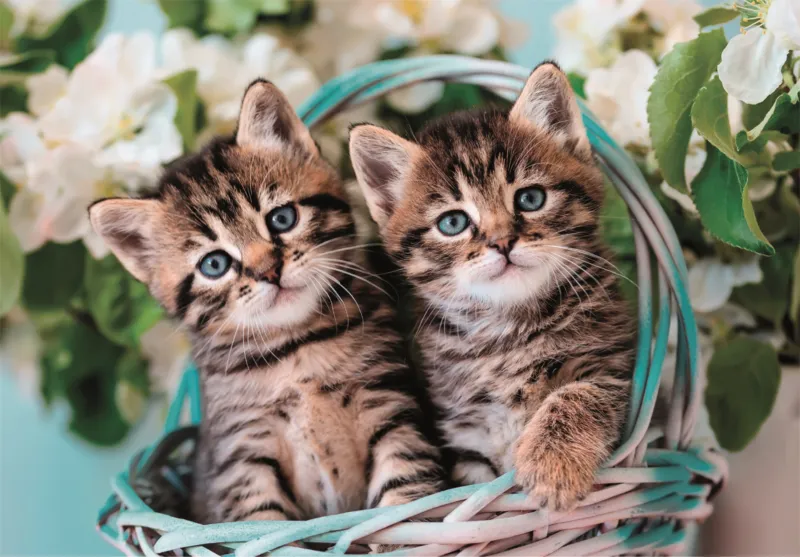 Lovely Kitty Twins