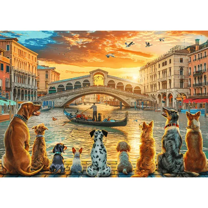 Dogs in Venice