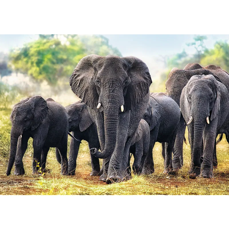 Afrikanische Elefanten