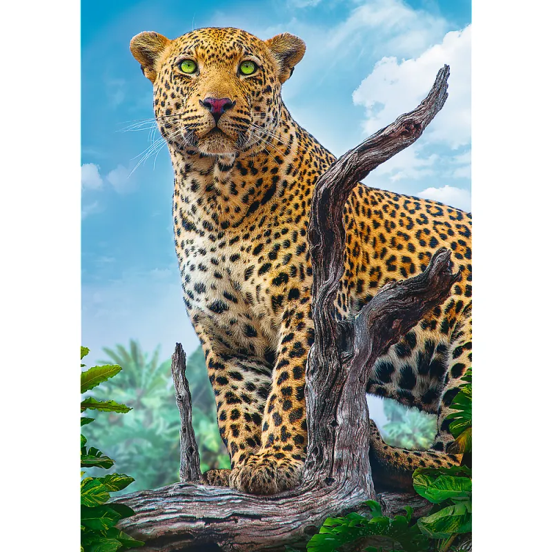 Leopard
