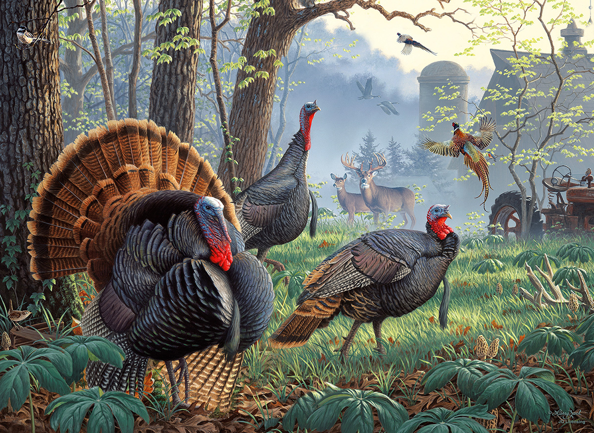 Larry Zach - Old Tom's Farm