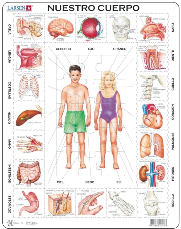 Frame Puzzle  - Nuestro Cuerpo (in Spanish)