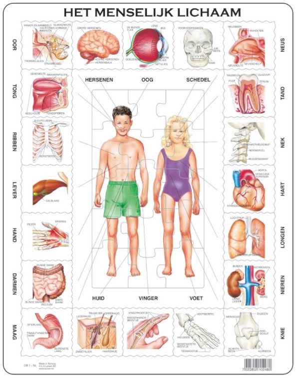 Frame Puzzle  - Het Menselijk Lichaam (in Dutch)