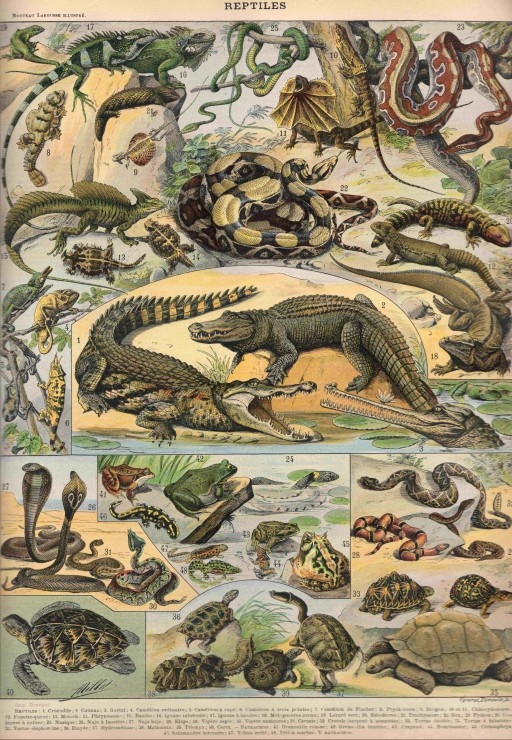 Illustration from the Nouveau Larousse Illustré: Reptiles, 1897-1904