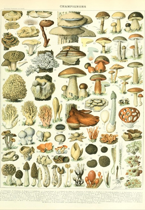 Larousse illustration: Mushrooms, 19th Century