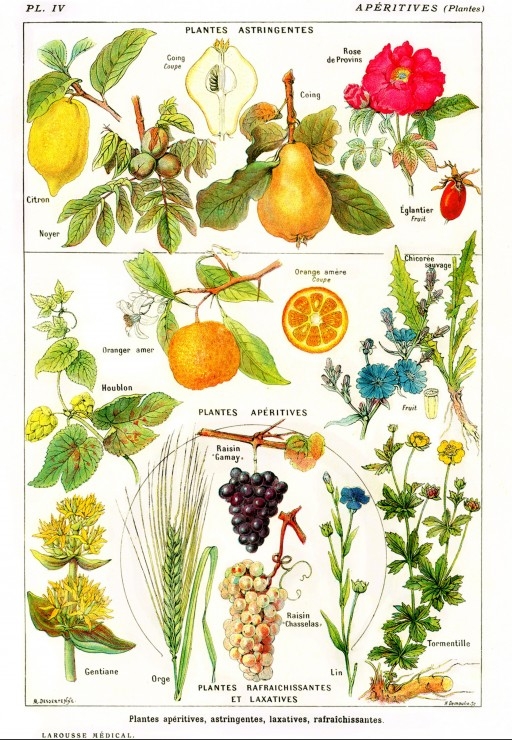Illustration from the Larousse Medical Illustré: Astringent and Aperitive Plants, 1912