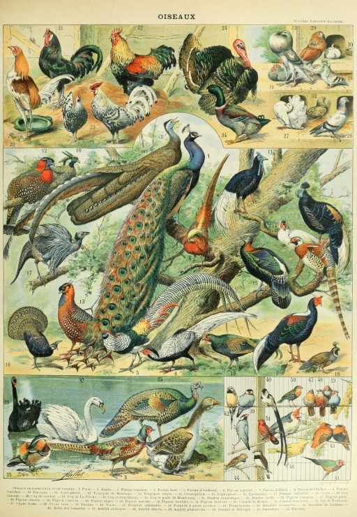 Illustration from the Nouveau Larousse Illustré: Birds, 19th Century