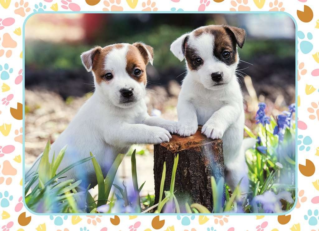 The Little Jack Russells