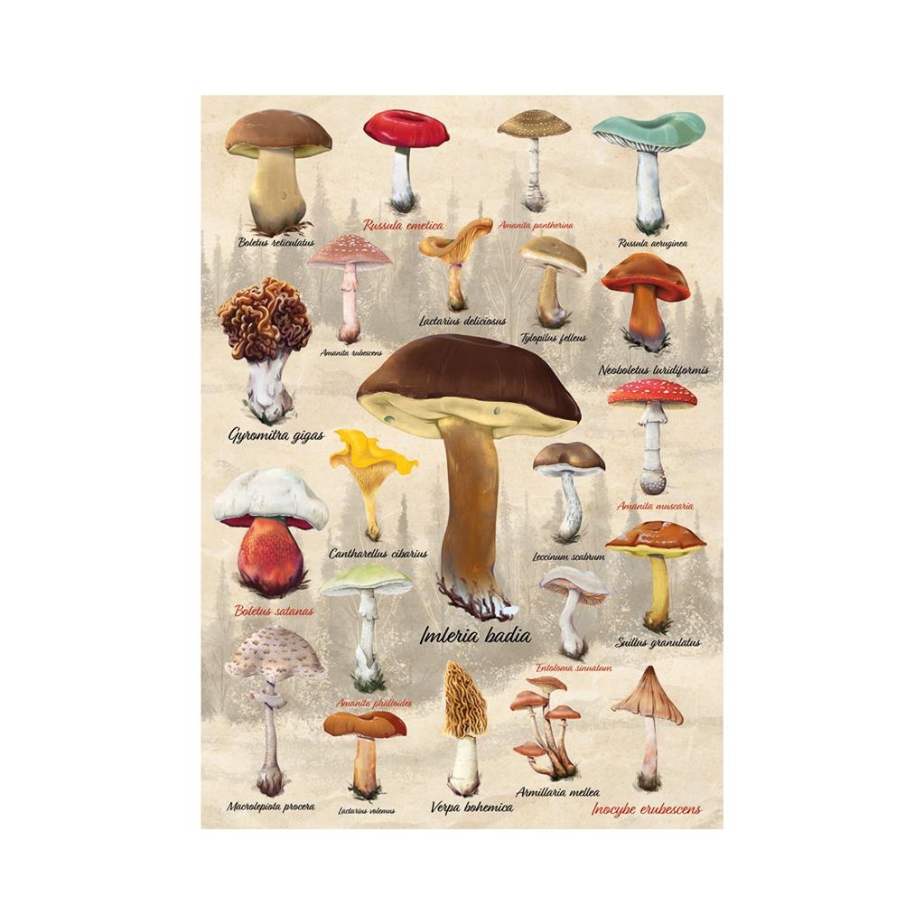 Mushroom Collage