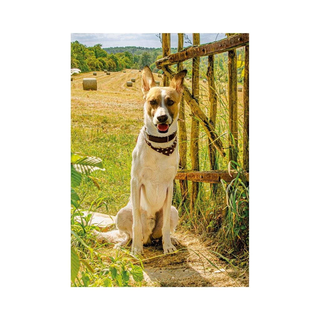 XXL Pieces - Gump II