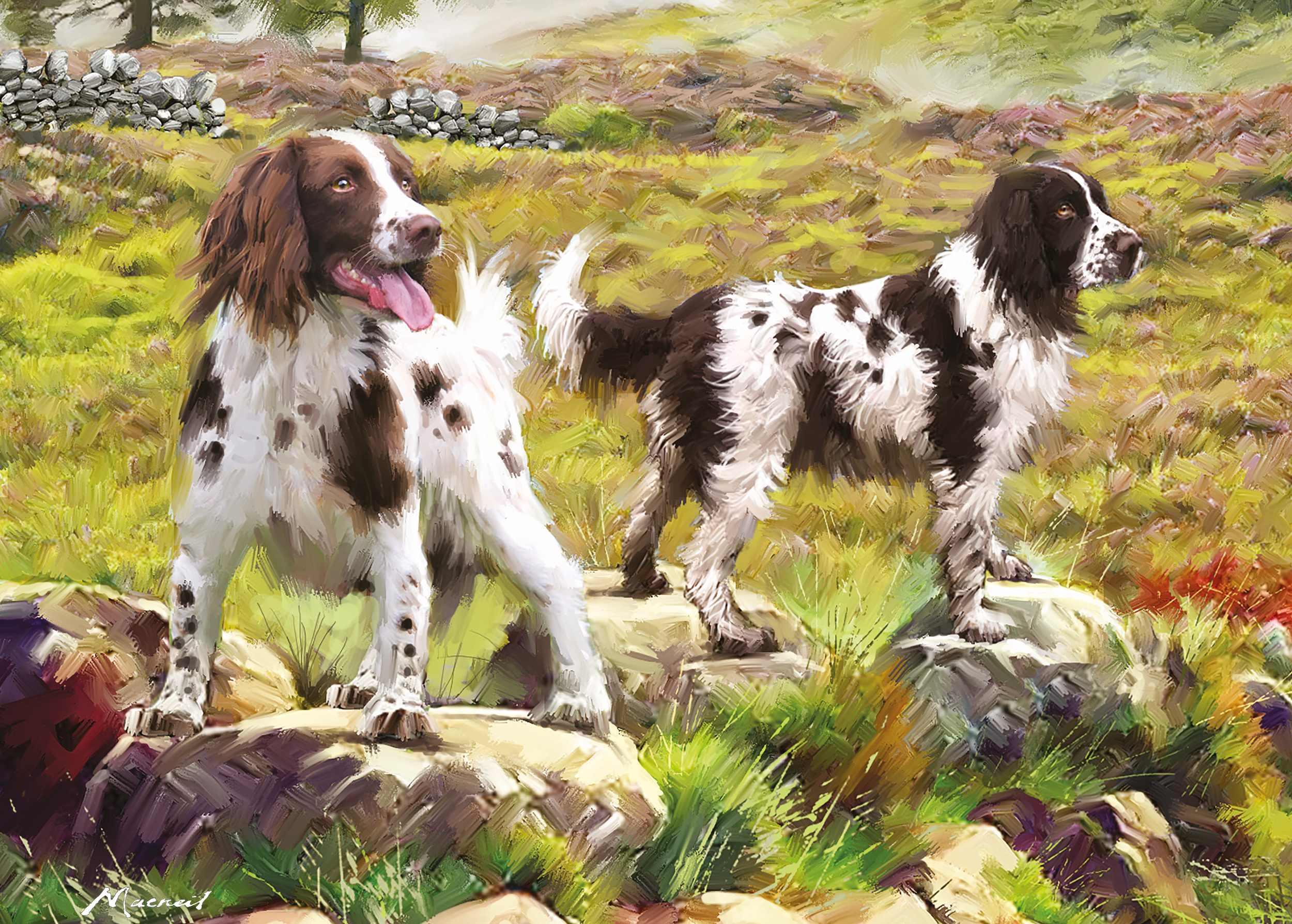 Spaniel on Moor