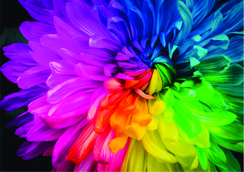 Rainbow Flower
