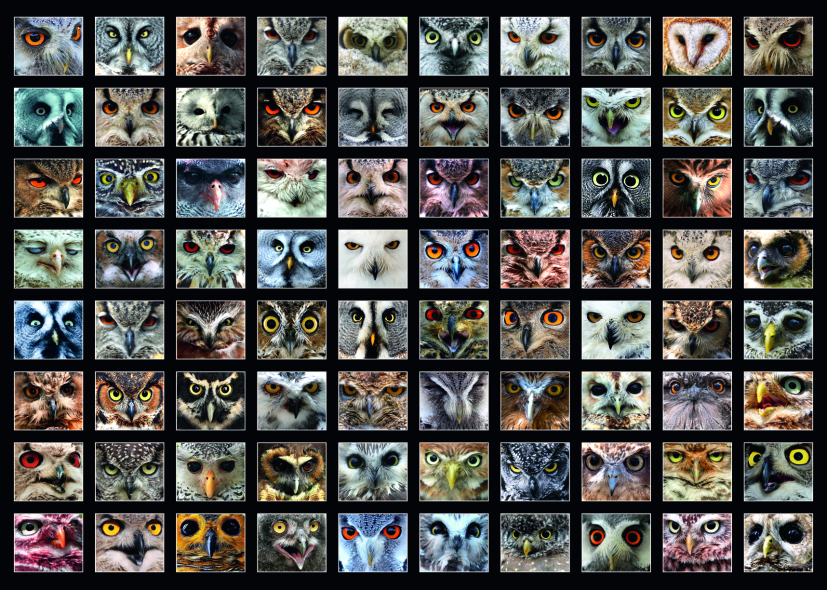 Collage - Owls
