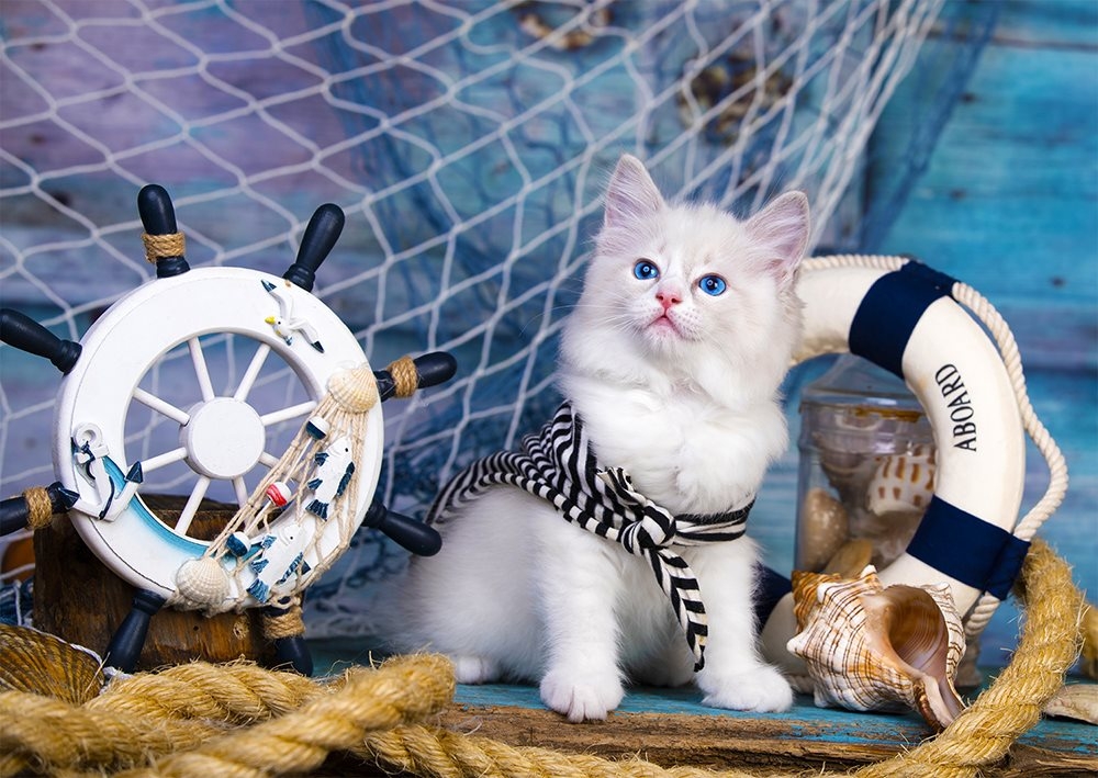 Captain Kitten