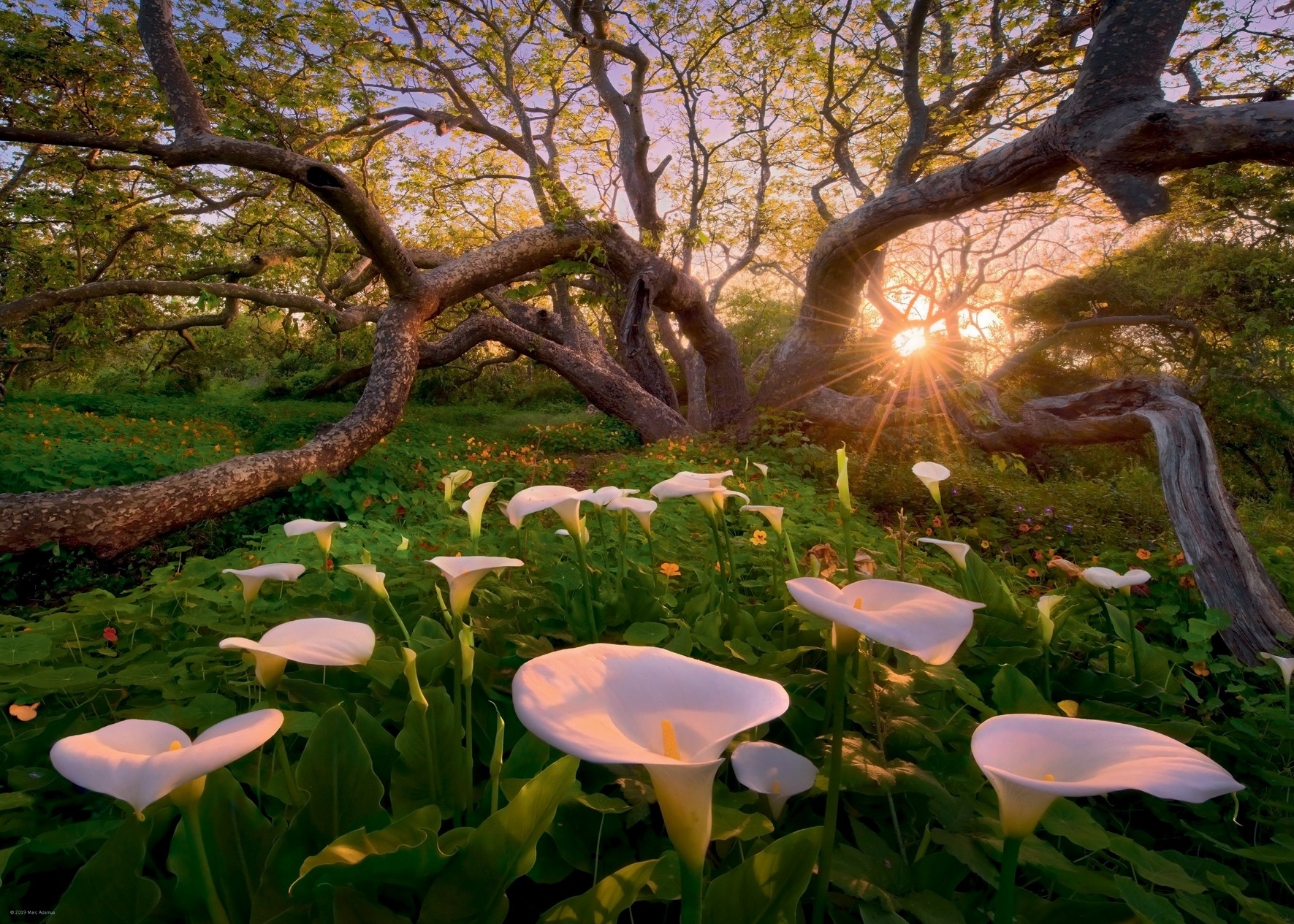 Marc Adamus - Calla Clearing