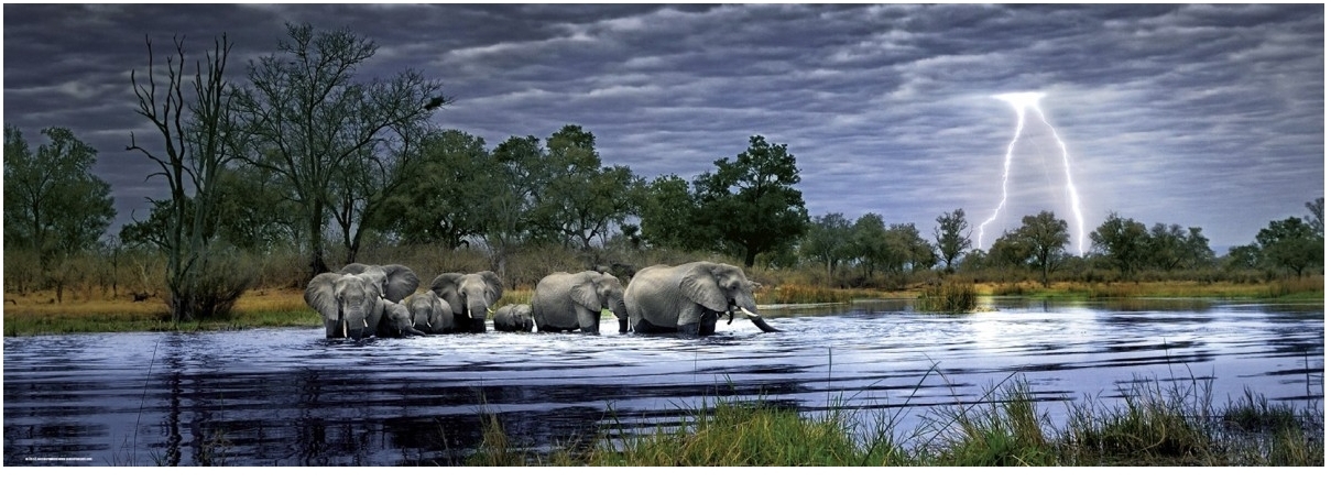 Alex Bernasconi: Herd of elephants