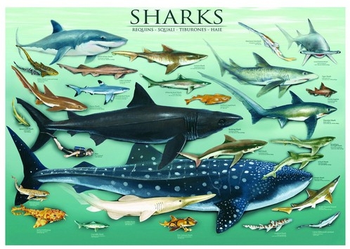 Jigsaw Puzzle - 1000 Pieces - Sharks