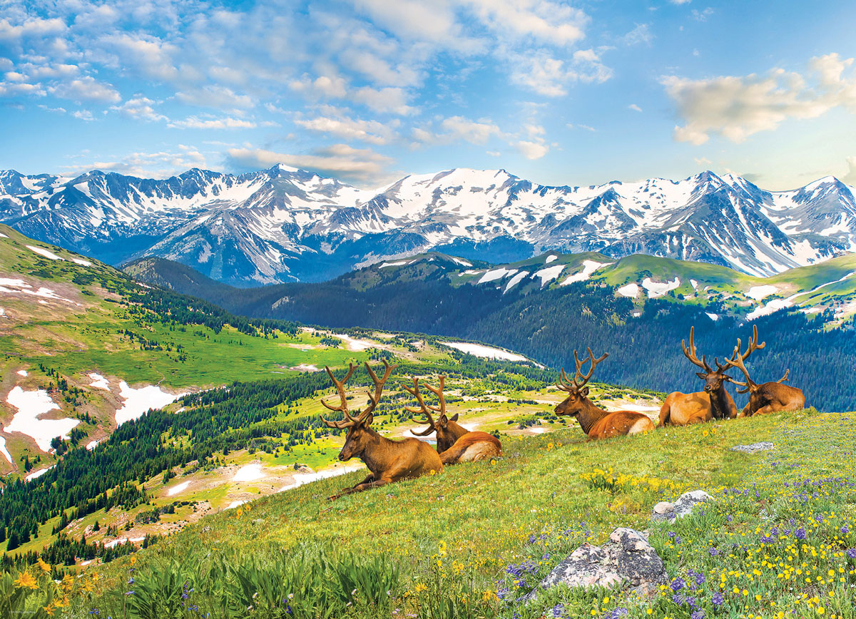 Mountain Elks