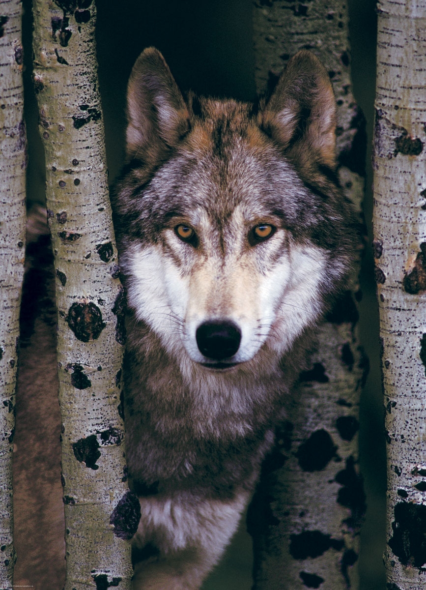 Gray Wolf