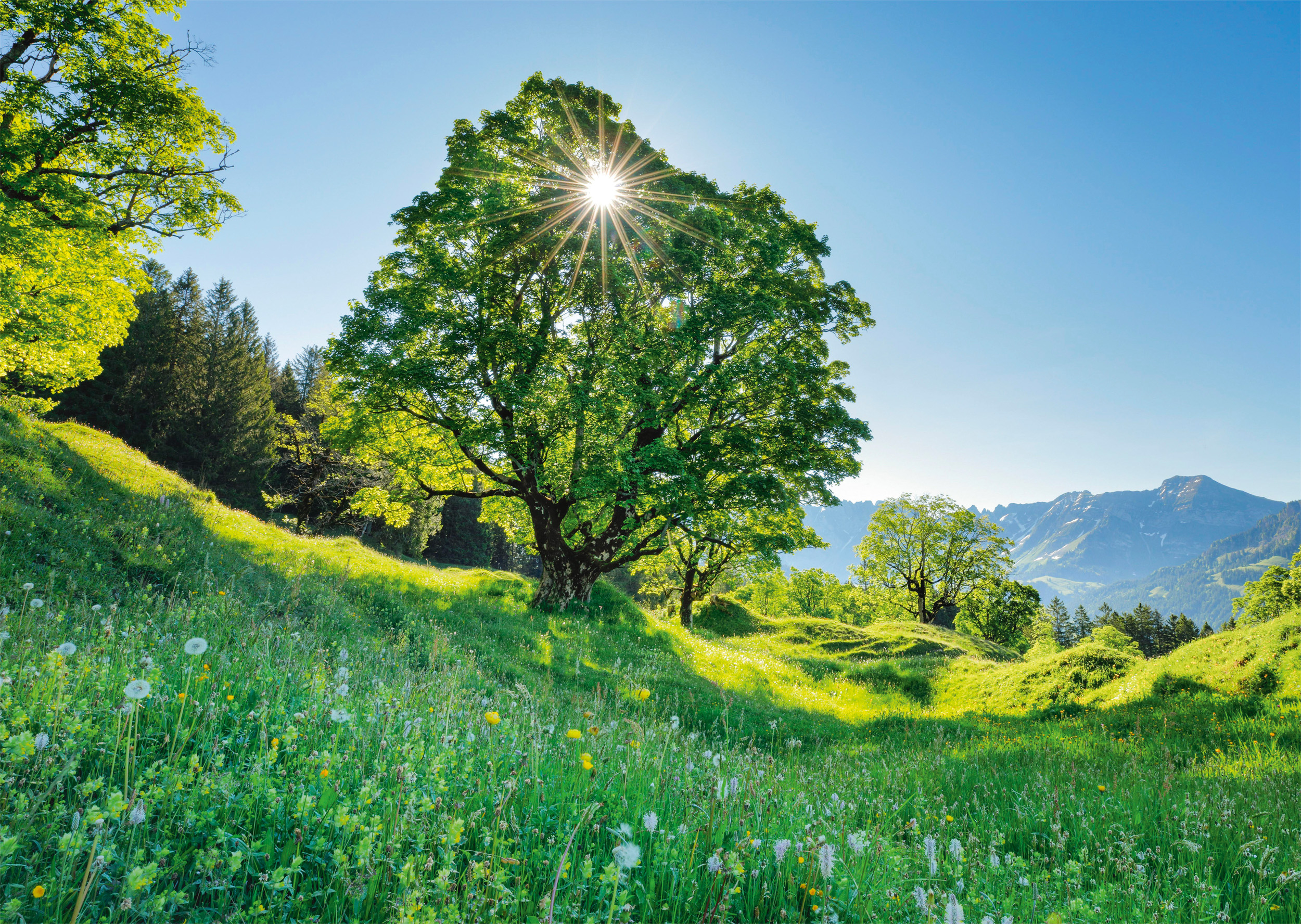 Sycamore Maple in the Sun - St. Gallen, Switzerland