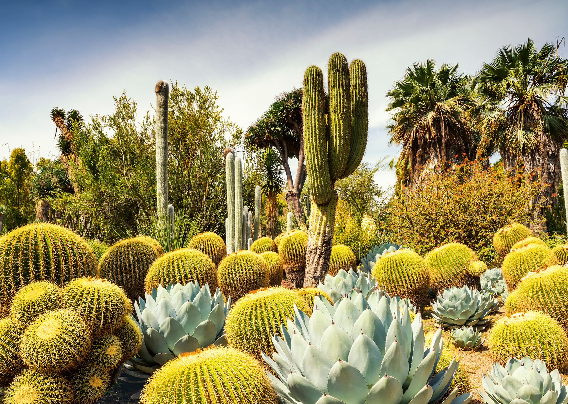 The Huntington Desert Garden, California, USA