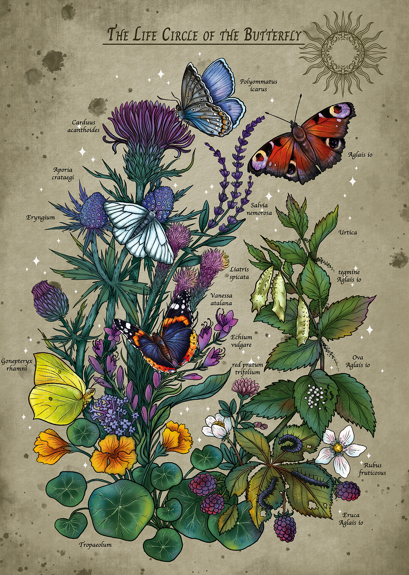 The Butterfly's Life Circle