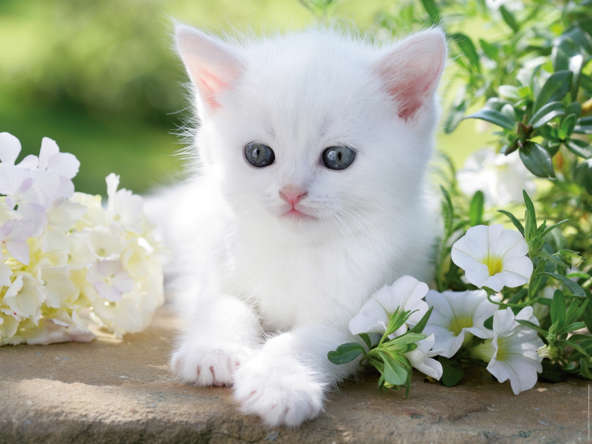 White kitten