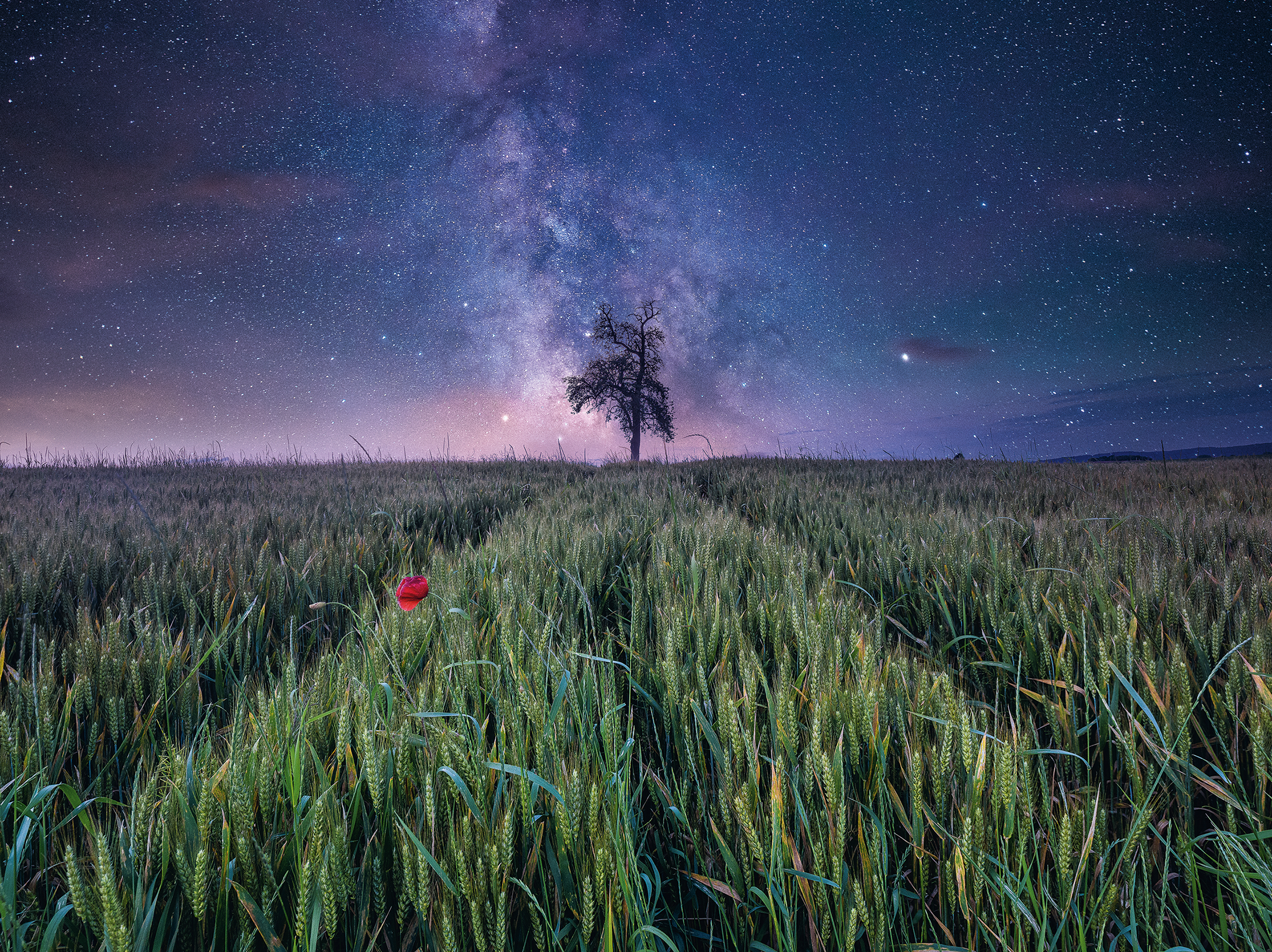 Night Sky Over the Cornfield