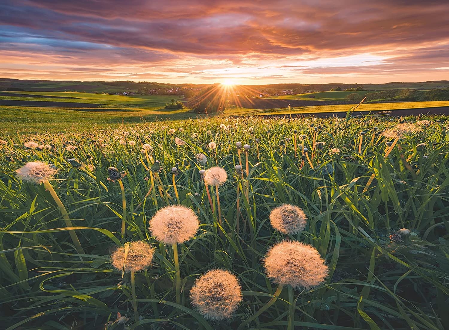 Nature Edition - Dandelions in the sunset