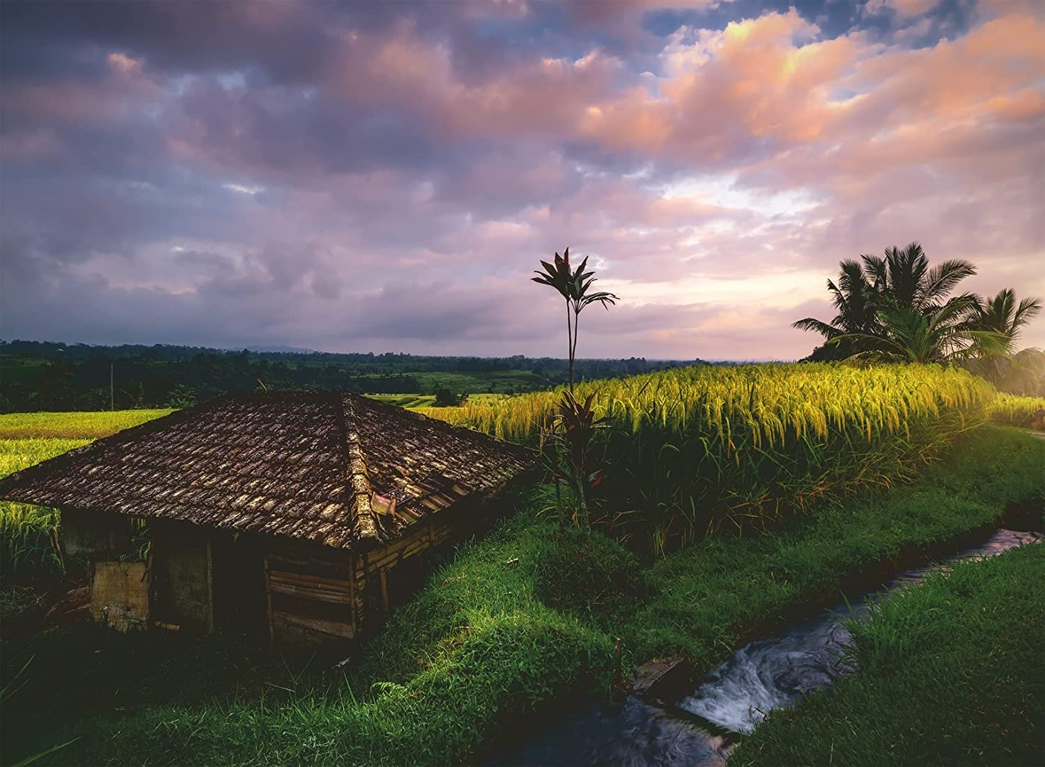 Nature Edition - Rice fields in northern Bali