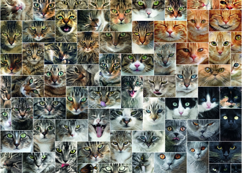Collage - Cats