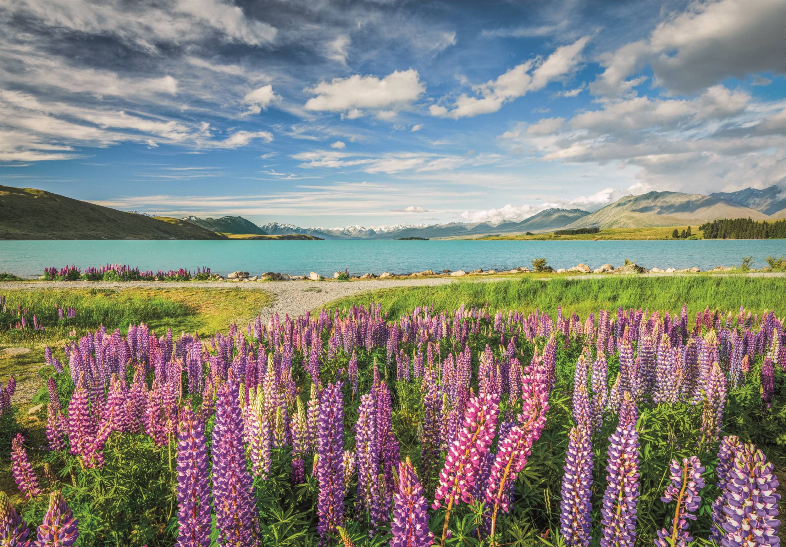 Lupin at Lake Tekapo