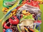 XXL Pieces - Frog Business