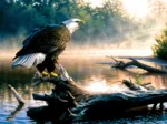 Greg Alexander - Scouting the River
