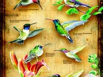 XXL Pieces - Hummingbirds of North of America