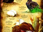 XXL Pieces - Life Cycle of the Bald Eagle
