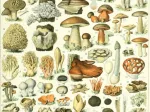 Larousse illustration: Mushrooms, 19th Century